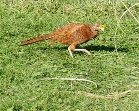 Ringneck Pheasant Hen This Is A 2011 Hatch Red Melanistic Ringneck