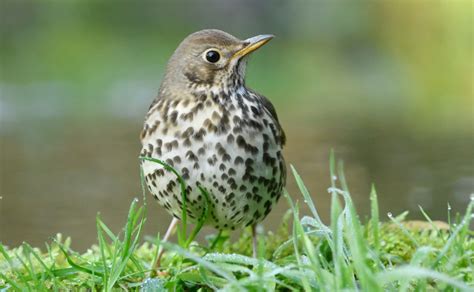 Song Thrush Facts: Identification, Diet, Migration Info etc ...