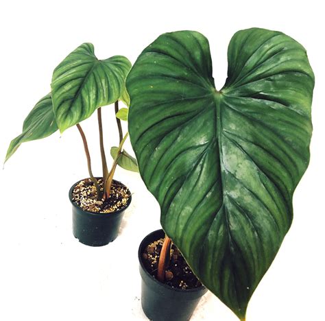 Philodendron Plowmanii Black Face Furniture Home Living Gardening