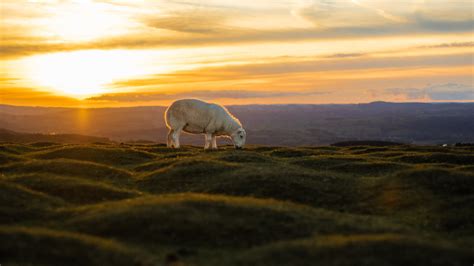 white sheep eating grass MacBook Air Wallpaper Download | AllMacWallpaper