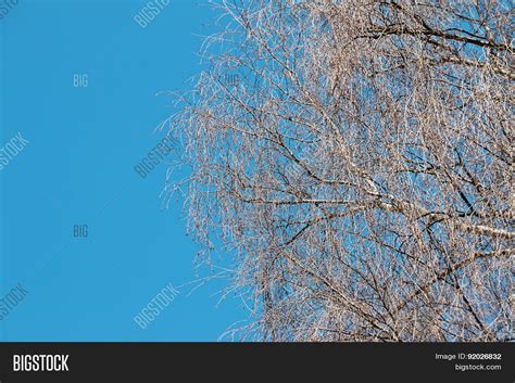 Naked Branches Tree Image Photo Free Trial Bigstock