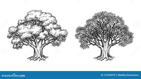 Ink sketch of oak tree. stock vector. Illustration of isolated - 131934379