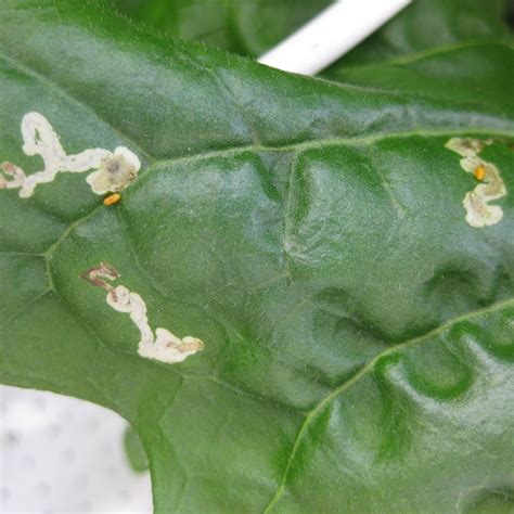 Take Control Of Leaf Miners