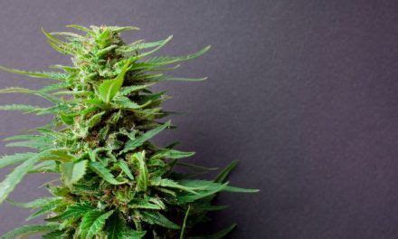 Conoce Los Tipos De Marihuana Y Sus Efectos GrowBlog Tecnocultivo