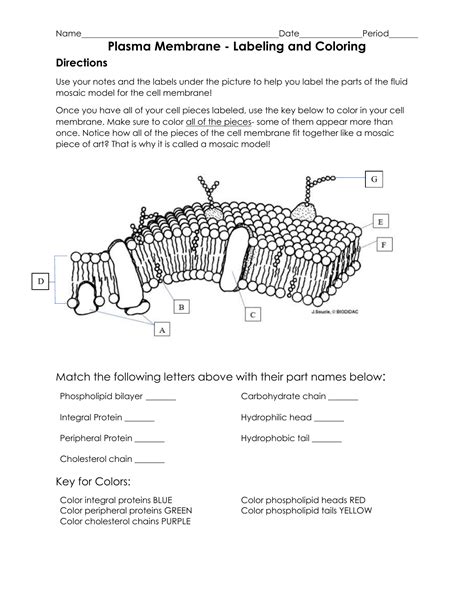 Cell Membrane Labeling Worksheet