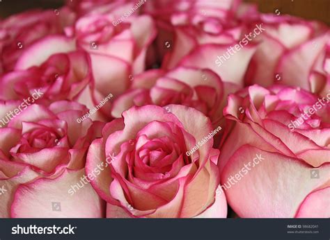 Magical Pink Roses Flowers Bouquet Stock Photo 98682041 | Shutterstock