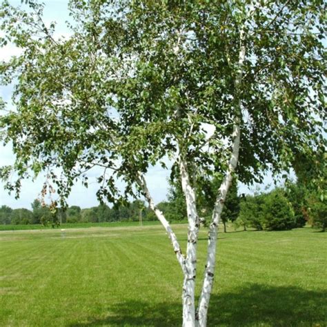 Березовий сік: користь, застосування, правила і способи збору