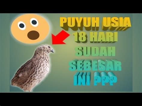 RAHASIA Puyuh Usia 18 Hari Sudah Sebesar Ini SECRET Quail Age