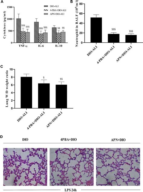 The Effects Of APN And 4 PBA On The LPS Induced Lung Inflammatory