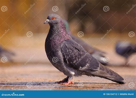 Pomba Livre A Pomba Que Anda Ao Longo Da Rua Foto De Stock Imagem De