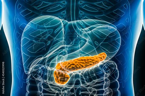 Human Pancreas