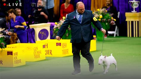 Westminster Dog Show 2024 Live Breed Results Winners For Every Group