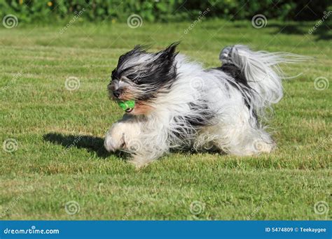 Dog playing fetch stock image. Image of long, breed, shaggy - 5474809