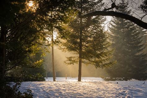 Free Images Tree Water Nature Branch Snow Light Sun Fog