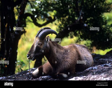 Nilgiri Tahr In Eravikulam National Park Munnar Kerala Stock Photo Alamy