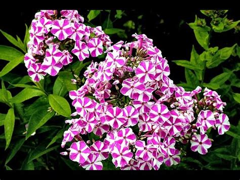 Флоксы Мишенька, Радомир, Капитан, Гордость России - YouTube