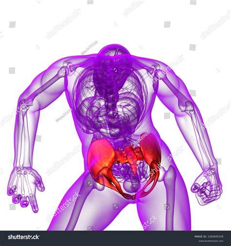 3d Medical Illustration Pelvis Bone Bottom Stock Illustration