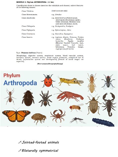 penaeus  anatomy zoology