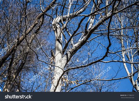 Naked Tree Stock Photo 617388191 Shutterstock