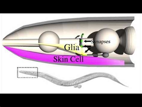 Discover The Fascinating Role Of Glia In Synapse Location During Growth