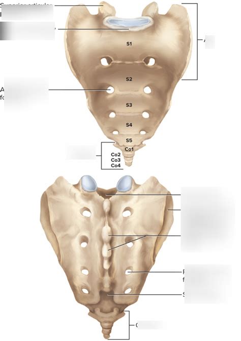 Sacrum Coccyx Labeling Diagram Diagram Quizlet