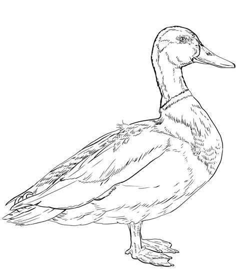 Mallard Duck Coloring Sheet Coloring Pages