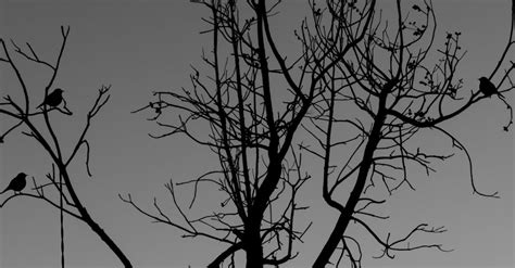 Black and White Tree Painting · Free Stock Photo