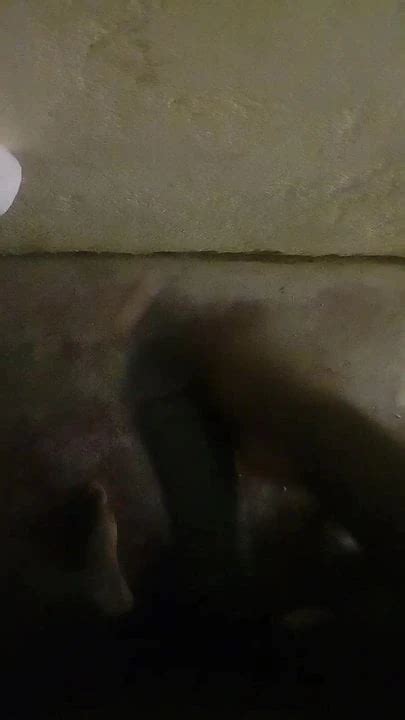 Black African Cock Gay Porn Xhamster