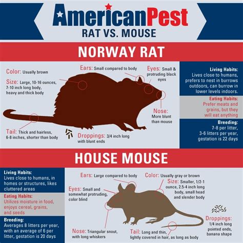 What Difference Between Mouse And Rat Hot Sex Picture