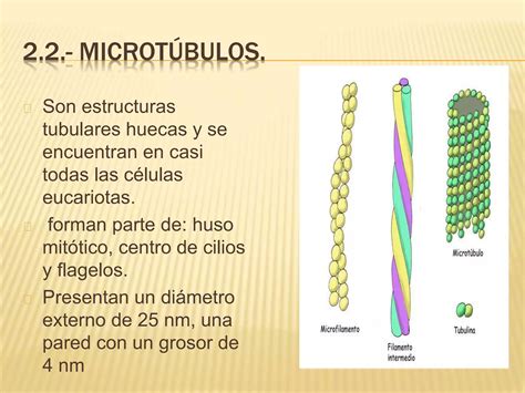 Matriz Citoplasm Tica Y Citoesqueleto Ppt