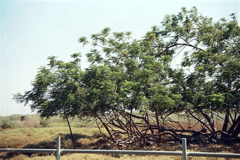 Kodak Gold 400 :: Behance