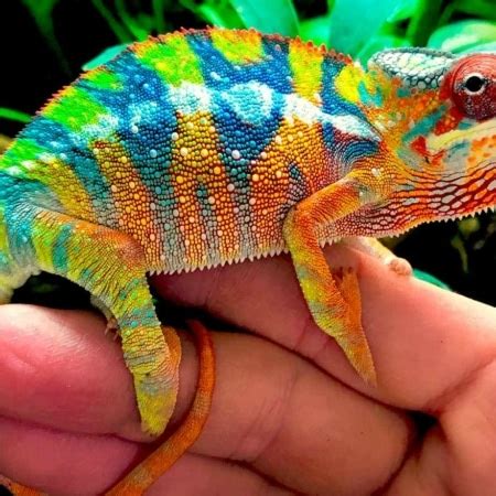 Carpet Chameleon Lifespan In Captivity - Carpet Vidalondon