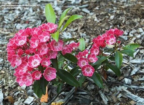 Plantfiles Pictures Mountain Laurel Sarah Kalmia Latifolia By Esw