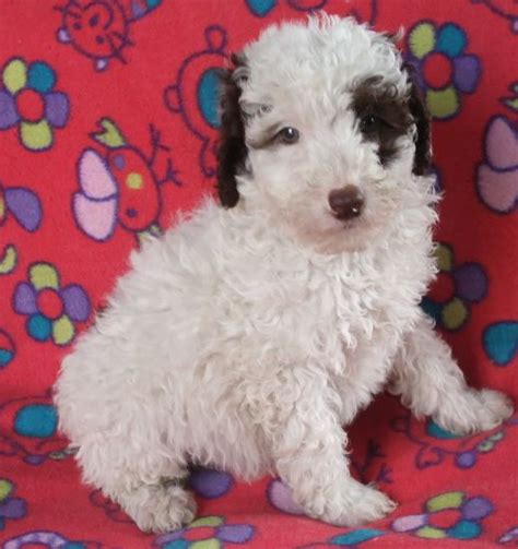 Pictures Of Schnoodle Puppies