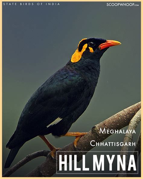 A List Of Indian State Birds