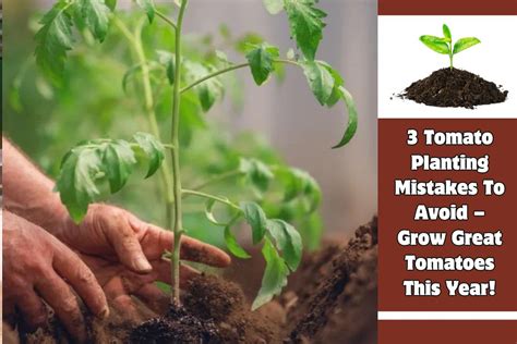 3 Tomato Planting Mistakes To Avoid Grow Great Tomatoes This Year