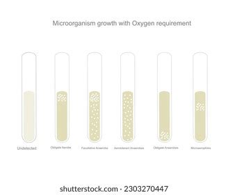 Bacterial Identification Microorganism Growth Oxygen Requirement Stock ...