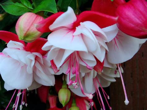 Фуксия Sir Matt Busby (43 фото) » НА ДАЧЕ ФОТО