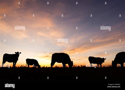 Cattle Herd Silhouette
