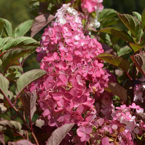 Hortenzie Latnat Fraise Melba Cm Kont L Lumigreen Cz