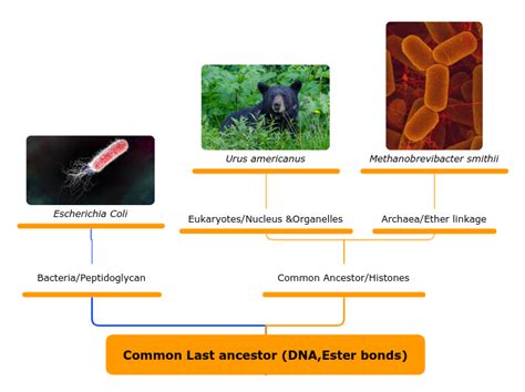 Common Last ancestor (DNA,Ester bonds) - Mind Map