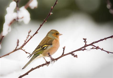 What To Feed Birds In Winter Snow Wyenot