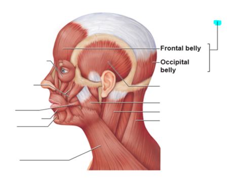 Lab Exam 7 Axial Muscle Anatomy Flashcards Quizlet