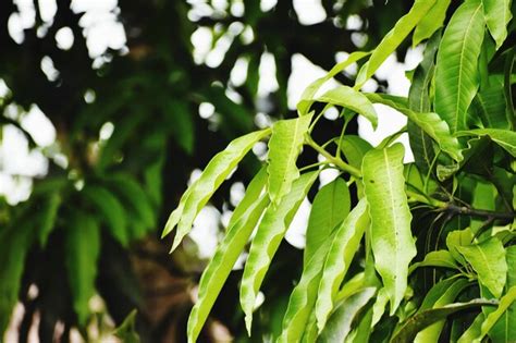 Premium Photo | Linn mango mangifera indica leaves