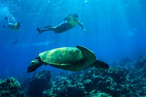 Snorkeling In Maui Tiplr