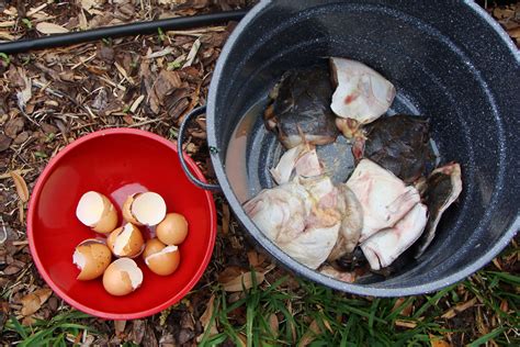 😎 Egg shells as fertilizer. How Eggshells Can Improve Your Garden. 2019 ...