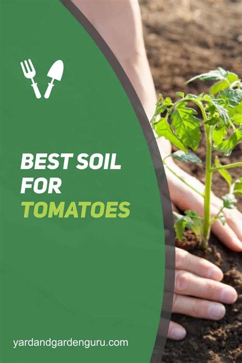 Best Soil For Tomatoes