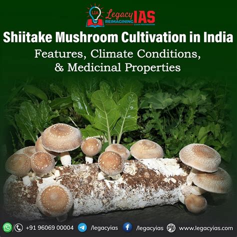 Shiitake Mushroom Cultivation in India | Legacy IAS Academy