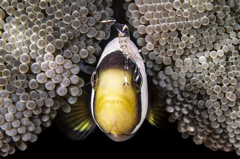 Scuba tourism surges and Brazilian photographer reveals hidden ocean life