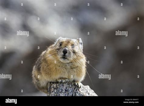 American Pikas Hi Res Stock Photography And Images Alamy